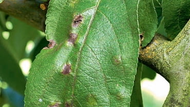 UWAGA ! DO JEDNORAZOWEJ PUBLIKACJIPARCH JABLONI - CHOROBA GRZYBOWA , PORAZONE LISCIE DRZEWAFOT. ANNA KULIKOWSKAPUBLIKACJA MAGNOLIA NR 5 (49) - 5 2016