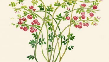 kilkuletnia róża pnąca ROZA PNACA ROSA CIECIE PIELEGNACJA RYS. KATARZYNA DYRSKA PUBLIKACJA OGRODY NR 5 (61) - 5.2004 SLOWA KLUCZOWE: ROSLINY GRAFIKA