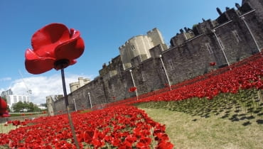 Porcelanowe pole maków