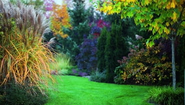 Trawy ozdobne i przebarwiające się drzewa jesienią tworzą malownicze obramowanie trawnika.