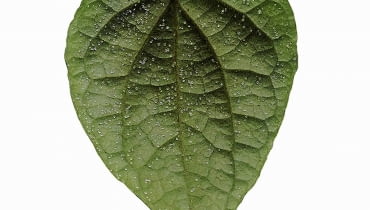 Malutkie kuleczki na spodzie liści pieprzu są objawem srebrzystości fizjologicznej.