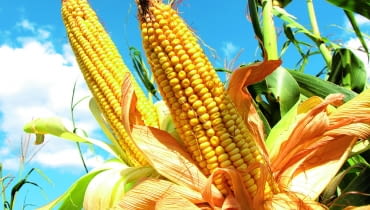 Konsumpcyjne odmiany kukurydzy zbieramy, gdy ziarno jest jeszcze miękkie. Ich kolby także są bardzo dekoracyjne.