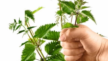 POPARZONE MIEJSCA natarte sokiem mięty, babki lub szczawiu albo oliwą przestają dokuczać. POPARZONE MIEJSCA natarte sokiem mięty, babki lub szczawiu albo oliwą przestają dokuczać.