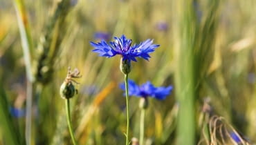 chaber blawatek chaber blawatek