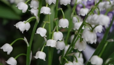 Konwalia majowa Konwalia majowa