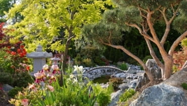 zdjęcia mogą być użyte tylko w artykule Ogród z Kraju Kwitnącej Wiśni - niekończąca się historia na serwisie Ogrody (czas publikacji: do 01.10.2007r)