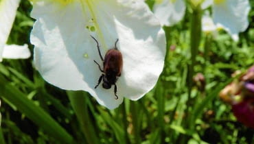 Ogrodnica niszczylistka zjada kwiaty, liście i korzenie, żeruje na wielu gatunkach roślin. Ogrodnica niszczylistka zjada kwiaty, liście i korzenie, żeruje na wielu gatunkach roślin.