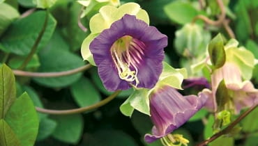 Kobea pnąca. Przy podporach dorasta do 2 m wysokości. Od lipca do października tworzy kielichowate kwiaty. Lubi miejsca słoneczne i półcieniste. Jest dość żarłoczna. Cobea scandens