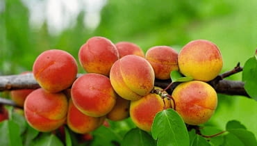 'Early Orange' - dojrzewa od drugiej dekady sierpnia DRZEWO MORELA OWOCE PRUNUS ARMENIACA ' EARLY ORANGE ' FOT. MARIA LICZNAR - MALANCZUK PUBLIKACJA OGRODY NR 3 (107) - 3 2008 SLOWA KLUCZOWE: DRZEWA OWOCE