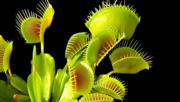 Rośliny owadożerne. Muchołówka (Dionea) Rośliny owadożerne. Muchołówka (Dionea)
