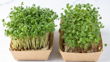 Rzerzucha na wielkanoc