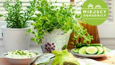 Ziołowy ogródek od zaraz. Miejscy ogrodnicy