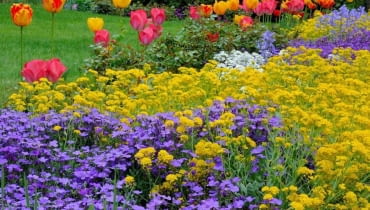 Wiosenna rabata z tulipanami, żagwinem i smagliczką. Kwiaty pzrekwitną, tulipany zostaną wykopane, a zielony dywan z żagwinu i smagliczki nadal będzie zdobić ogród. Wiosenna rabata z tulipanami, żagwinem i smagliczką. Kwiaty pzrekwitną, tulipany zostaną wykopane, a zielony dywan z żagwinu i smagliczki nadal będzie zdobić ogród.