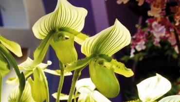 Storczyk - Paphiopedilum maudiae 'green stripe' Storczyk - Paphiopedilum maudiae 'green stripe'