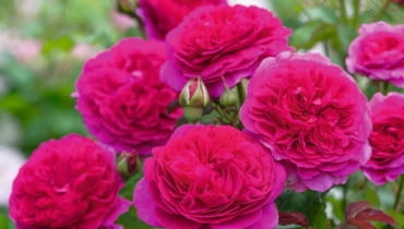Róża 'Gabriel Oak®’ hod. David Austin Roses (2019) Róża 'Gabriel Oak®’ hod. David Austin Roses (2019)