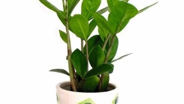 zamioculcas zamiifolia