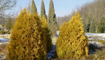 Żywotnik zachodni (<i>Thuja occiedentalis</i>) 'Rheingold' latem ma żótą barwę. Smukłe stożki to jalowiec pospolity (<i>Juniperus communis</i>) 'Hibernica'. s