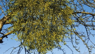 POJEDYNCZE OKAZY JEMIOŁY BIAŁEJ czasami pojawiają się w sadach na starych jabłoniach.