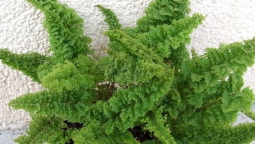 Paproć Nefrolepis wysoki 'Norwoodii' (Nephrolepis exaltata)