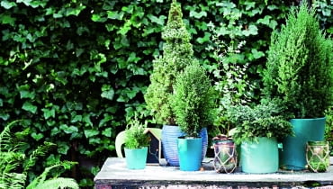 Przesłona z bluszczu i iglaków zatrzyma uliczny kurz.