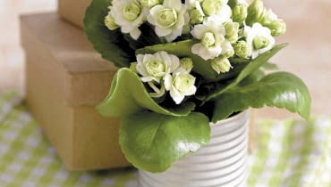 Kalanchoe UWAGA ! DO JEDNORAZOWEJ PUBLIKACJI KALANCHOE ' PARIS ' Z SERII QUEEN ROSE FLOWERS - ROSLINA DONICZKOWA FOT. BIURO KWIATOWE HOLANDIA PUBLIKACJA KWIETNIK NR 1 (181) - 1 2010 SLOWA KLUCZOWE: ROSLINA KWIAT ZDJĘCIE DO WKŁADKI: PUBLIKACJA KWIETNIK NR 1 (181) - CZASOPISMA