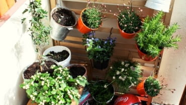 Jeśli do dyspozycji mamy jedynie fragment ściany wcale nie trzeba się zrażać. Na drewnianych szczeblach można w dowolny sposób powiesić doniczki i posadzić w nich sadzonki mało wymagających ziół. Jeśli do dyspozycji mamy jedynie fragment ściany wcale nie trzeba się zrażać. Na drewnianych szczeblach można w dowolny sposób powiesić doniczki i posadzić w nich sadzonki mało wymagających ziół.