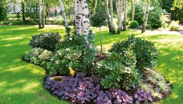 rośliny do ogrodu, rośliny ogrodowe