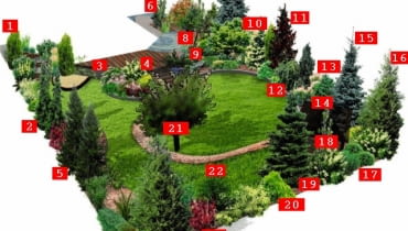 Plan ogrodu na planie okręgu: 1. żywotnik zachodni 2.świerk serbski 'Pendula' 3.hortensja bukietowa 'Kyushu' 4.hortensja bukietowa 'Tardiva' 5.daglezja zielona 6.cyprysik 'Dart's Blue Ribbon' 7.klon 'Dissectum' 8.wiśnia domowa 9. tawuła 'Goldmound', ligustr 'Vicaryi', jeżówka purpurowa, jałowiec 'Bue Star' 10.magnolia 'Susan' 11.świerk orientalny 'Aureospicata' 12.irga 'Eichholz 13.perukowiec podolski 'Royal Purple' 14.świerk serbski 'Nana' 15.świerk kłujący 'Glauca' 16.choina kanadyjska 17.ligustr okrągłolistny 'Vicaryi' 18.wiśnia 'Amanogawa' 19.jodła kaukaska 20.cyprysik 'Filifera', pęcherznica 'Luteus' 21.jabłoń domowa 22.dereń jadalny 23.berberys Thunberga 'Erecta' Plan ogrodu na planie okręgu: 1. żywotnik zachodni 2.świerk serbski 'Pendula' 3.hortensja bukietowa 'Kyushu' 4.hortensja bukietowa 'Tardiva' 5.daglezja zielona 6.cyprysik 'Dart's Blue Ribbon' 7.klon 'Dissectum' 8.wiśnia domowa 9. tawuła 'Goldmound', ligustr 'Vicaryi', jeżówka purpurowa, jałowiec 'Bue Star' 10.magnolia 'Susan' 11.świerk orientalny 'Aureospicata' 12.irga 'Eichholz 13.perukowiec podolski 'Royal Purple' 14.świerk serbski 'Nana' 15.świerk kłujący 'Glauca' 16.choina kanadyjska 17.ligustr okrągłolistny 'Vicaryi' 18.wiśnia 'Amanogawa' 19.jodła kaukaska 20.cyprysik 'Filifera', pęcherznica 'Luteus' 21.jabłoń domowa 22.dereń jadalny 23.berberys Thunberga 'Erecta'