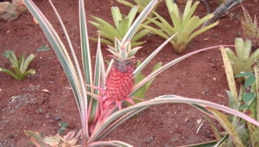 Ananas Ananas