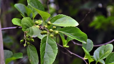 LATO: Po zapyleniu słupki pęcznieją i powstają z nich kuliste, początkowo zielone owoce.
