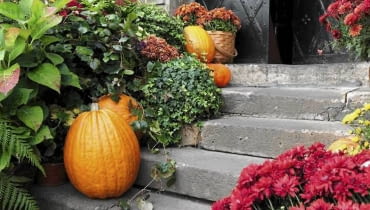 W listopadzie wciąż pięknie wyglądają dynie, wrzosy i chryzantemy. Warto nimi zdobić taras i balkon W listopadzie wciąż pięknie wyglądają dynie, wrzosy i chryzantemy. Warto nimi zdobić taras i balkon