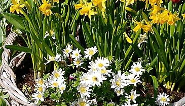 27.04.2003 HOLANDIA WYJAZD BIURO CEBULKOWE HOLANDIA PARK KEUKENHOF OGROD PUBLICZNY ROSLINY CEBULOWE ARANZACJA ROSLINNA KOSZ WIKLINOWY TULIPAN TULIPA NARCYZ TRABKOWY NARCISSUS POJEMNIK FOT PAWEL SLOMCZYNSKI / AGENCJA GAZETA