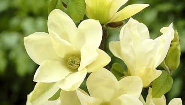 Magnolia 'Yellow River' ma duże, jasnożółte kwiaty. Rośnie szybko i jest odporna na mrozy Magnolia denudata Fei Huang