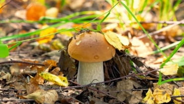 Gdzie na grzyby? Gdzie na grzyby?