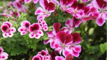 Pelargonia 'Angeleyes Viola' 26.06.2009 ZABORZE K/KOSWIECIMIA