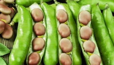 Odmiana 'Karmazyn' Odmiana 'Karmazyn'