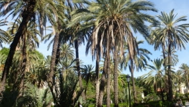 Sycylia. W miejskim parku można się poczuć jak na egzotycznej wyspie w palmowym gaju. Sycylia. W miejskim parku można się poczuć jak na egzotycznej wyspie w palmowym gaju.