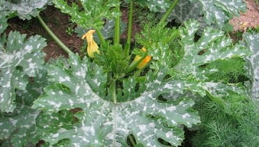 Cukinia, kabaczek Cukinia, kabaczek