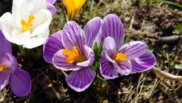 Krokusy
