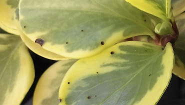 Peperomii nie wolno przelewać ani przechładzać, bo wtedy łatwiej zapada np. na antraknozę. Objawy choroby widoczne są na zdjęciu.