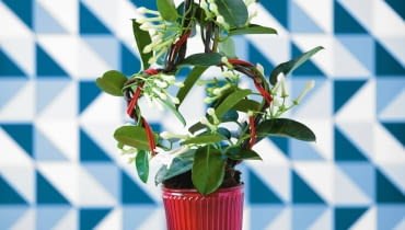 Stefanotis. Jego pędy osiągają nawet 2,5 m długości; od czerwca do września cieszy oczy białymi kwiatami o pięknym zapachu.