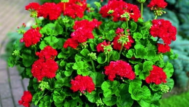 Pelargonia rabatowa Pelargonia rabatowa