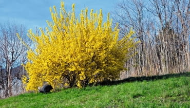 FORSYCJA jest niezawodna w kwitnieniu. Aby było ono obfite, trzeba najpóźniej w maju skracać jej gałęzie. FORSYCJA jest niezawodna w kwitnieniu. Aby było ono obfite, trzeba najpóźniej w maju skracać jej gałęzie.