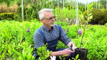 Okazy magnolii sprzedawane w szkółkach mają zazwyczaj wysokość 40-50 cm i 2-3 pędy boczne. Wstępnie skraca się im zbyt długie przyrosty. Okazy magnolii sprzedawane w szkółkach mają zazwyczaj wysokość 40-50 cm i 2-3 pędy boczne. Wstępnie skraca się im zbyt długie przyrosty.