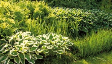 Piękna paproć - długosz królewski i sit dobrze się czują w bagienku, a hosta na nieco suchszym miejscu rośliny cieniolubne, rośliny na wilgotną glebę