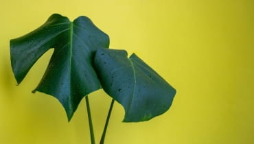 monstera bez dziur monstera nie ma dziur