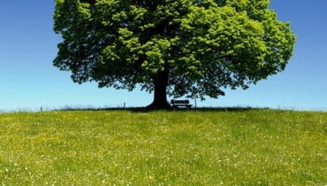 LIPA - REALIZM 11-20.03 oraz 13-22.09 Sympatyczna i pełna wdzięku Lipa nie próbuje naprawiać świata. Spokojna, urodziwa, niekiedy o uwodzicielsko bujnych kształtach, jest przyjazna i tolerancyjna wobec innych. Żyje długo w zdrowiu, a swymi wadami nie zamartwia się zbytnio. Ma poczucie humoru i rozkwita w gronie przyjaciół. Jest lubiana i towarzyska, lecz chroni swą prywatność. W miłości zaborcza i zazdrosna. Bywają Lipy lękliwe i niestałe, lecz stuprocentowa Lipa to natura praktyczna, obdarzona miłością do ziemi, często też talentami technicznymi. Potrafi przystosować się do każdych warunków, realnie oceniając swe szanse i oszczędzając sobie wy- siłku, bo w głębi duszy lubi komfort i stabilizację. LIPA - REALIZM 11-20.03 oraz 13-22.09 Sympatyczna i pełna wdzięku Lipa nie próbuje naprawiać świata. Spokojna, urodziwa, niekiedy o uwodzicielsko bujnych kształtach, jest przyjazna i tolerancyjna wobec innych. Żyje długo w zdrowiu, a swymi wadami nie zamartwia się zbytnio. Ma poczucie humoru i rozkwita w gronie przyjaciół. Jest lubiana i towarzyska, lecz chroni swą prywatność. W miłości zaborcza i zazdrosna. Bywają Lipy lękliwe i niestałe, lecz stuprocentowa Lipa to natura praktyczna, obdarzona miłością do ziemi, często też talentami technicznymi. Potrafi przystosować się do każdych warunków, realnie oceniając swe szanse i oszczędzając sobie wy- siłku, bo w głębi duszy lubi komfort i stabilizację.