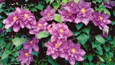 Powojniki - odmiana Vyvyan Pennel. Ma piękne kwiaty w kolorze lawendy powojnik,rośliny ogrodowe