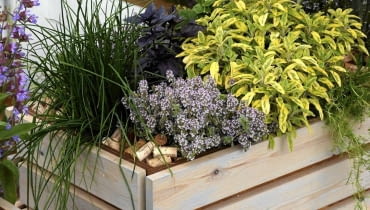 W skrzynina balkonie utworzonoe kompozycję ze szczypiorku, kwitnącej macierzanki i szałwii lekarskiej o barwnych liściach Bottle corks used as mulch in herb planters SLOWA KLUCZOWE: Beet Behälter Echter Salbei Gewürzpflanzen Heers Salbei Idee Kräuter Recycling Recylcling Salbei Schnittlauch Thymian Wiederverwertung dekorativ mulch recycled ungewöhnlich wieder verwerted Übertöpfe *** Local Caption *** 00767163