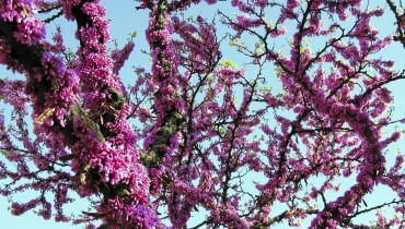 judaszowiec, drzewa kwitnące, NAJPIĘKNIEJSZE OKAZY judaszowców można oglądac w arboretum w Przelewicach na Pomorzu. Na zdjęciu juda- szowiec południowy (Cercis silicastrum). judaszowiec